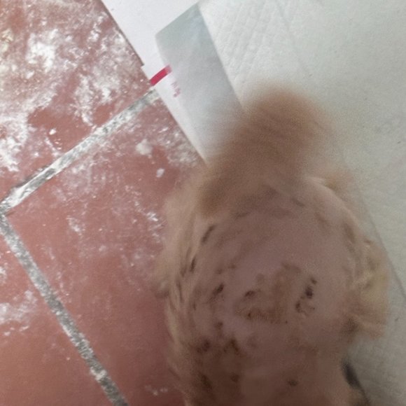 Help us Save Teddy Bear Rescue Chow Chow Dog NFS Not a listing Message - Picture 4 of 5